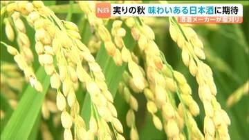 11月中旬に新酒出荷へ　大崎市の酒造メーカーで酒米の稲刈りスタート「味わいはすごく期待できる」　宮城・大崎市