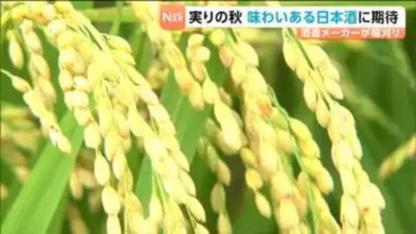 11月中旬に新酒出荷へ　大崎市の酒造メーカーで酒米の稲刈りスタート「味わいはすごく期待できる」　宮城・大崎市