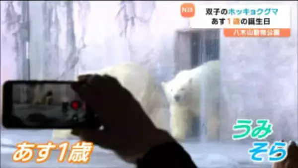 双子のホッキョクグマ"うみ"と"そら"1歳に「すくすく育ってくれて嬉しい」誕生日会で特製ケーキ　仙台・八木山動物公園