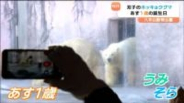 双子のホッキョクグマ"うみ"と"そら"1歳に「すくすく育ってくれて嬉しい」誕生日会で特製ケーキ　仙台・八木山動物公園