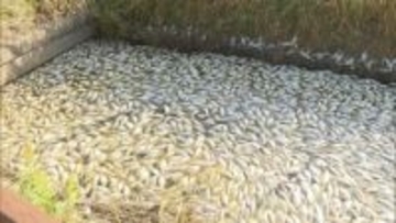 宮城県の「長沼」でヘラブナが大量死　数千匹に上るか