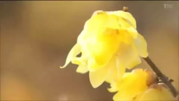 ５月上旬並みまで気温上がったところも　ロウバイも開花　宮城
