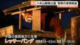 「仙台市・八木山動物公園で夜間も開園する「ナイトズージアム」が8月20日～22日まで開催中」の画像1