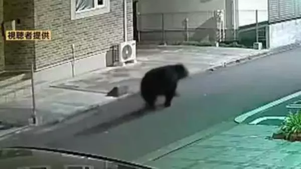 仙台中心部にクマ出没には「エサの探し方」が深く関係　専門家「市街地への侵入ルート特定すべき」と指摘