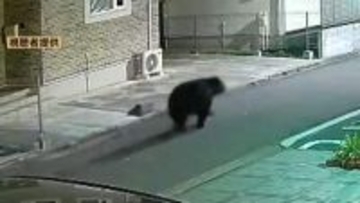 仙台中心部にクマ出没には「エサの探し方」が深く関係　専門家「市街地への侵入ルート特定すべき」と指摘