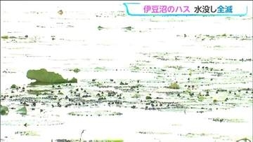 「6年前の全滅から復活」期待の伊豆沼ハスがまた水没　大雨で1.5m上昇してほぼ全滅