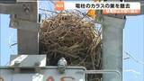 「停電の原因となる電柱のカラスの巣を撤去　2026年は例年以上のペースで発見　仙台」の画像1