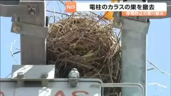 停電の原因となる電柱のカラスの巣を撤去　2026年は例年以上のペースで発見　仙台
