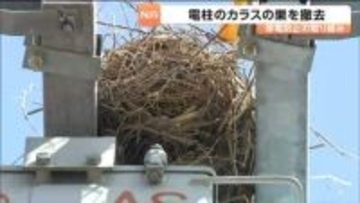 停電の原因となる電柱のカラスの巣を撤去　2026年は例年以上のペースで発見　仙台