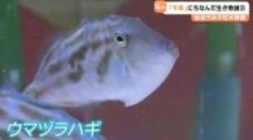 仙台うみの杜水族館で2026年の干支にちなんだ特別展示中「ウマヅラハギ！？」・元日からオタリアの書初めなども予定
