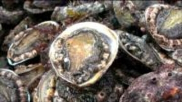 高級食材のアワビ　今シーズンの漁始まる　中国禁輸の影響で需要減少し価格は全体的に安め　宮城・気仙沼市