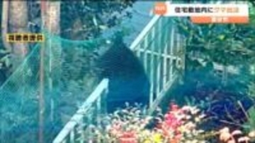【映像あり】住宅街をうろついていた子グマ　麻酔銃で捕獲　宮城・富谷市