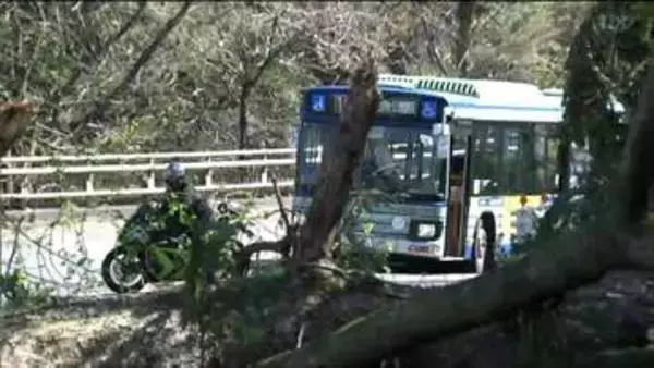 倒木で八木山の市道ふさぐ　暴風で交通機関にも影響　仙台