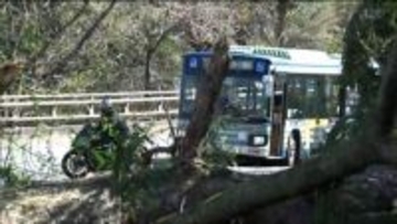 倒木で八木山の市道ふさぐ　暴風で交通機関にも影響　仙台