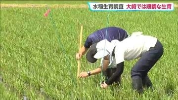 田植え後初となるイネの生育調査を実施　平年並みの育ちを確認し今後10日おきに調査 宮城・大崎市