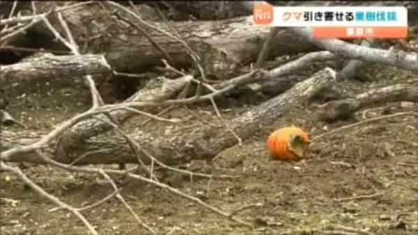 「いくらかでも安心感は出るのでは」住民からは安堵の声…クマの餌となる果樹の伐採作業始まる　宮城・栗原市