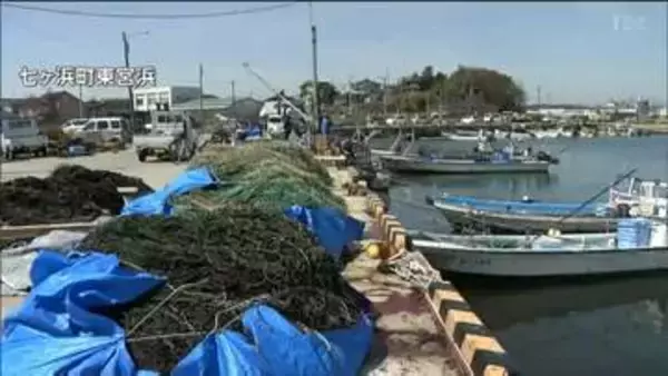 宮城・七ヶ浜町で破損した養殖網の撤去作業進む　巡視船の「重油漏れ被害」で出荷できなくなったノリの成長が進んだ影響