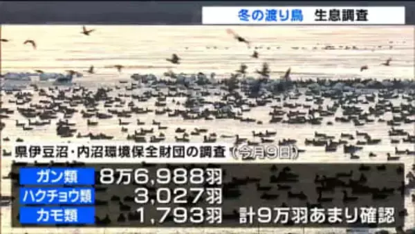 飛来ピークで宮城県内一斉に冬の渡り鳥生息調査 マガンやハクチョウ約9万羽が飛来で例年並み