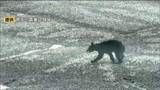 「古川農業試験場にクマ出没で職員がクマの映像撮影　同日に2㎞先で女性重傷クマ人身被害も　宮城・大崎市」の画像1