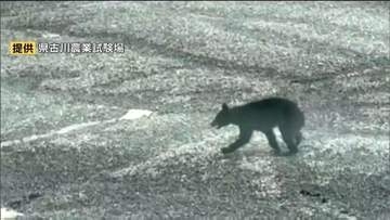 古川農業試験場にクマ出没で職員がクマの映像撮影　同日に2㎞先で女性重傷クマ人身被害も　宮城・大崎市