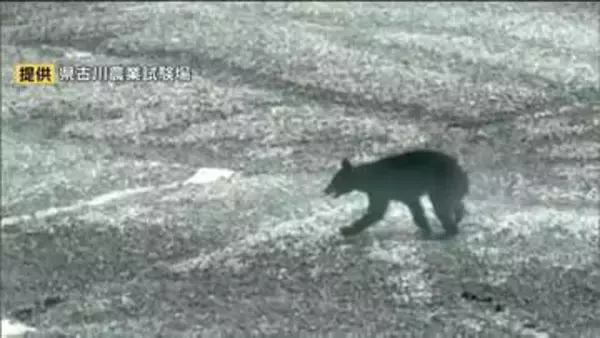 古川農業試験場にクマ出没で職員がクマの映像撮影　同日に2㎞先で女性重傷クマ人身被害も　宮城・大崎市