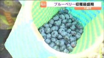 今が旬！ブルーベリーの収穫最盛期を鳴子温泉の観光農園で迎える　時間無制限の摘み取りも楽しめる　宮城・大崎市