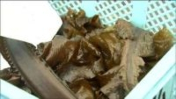 最盛期のワカメやコンブ1000トン以上廃棄処分へ 海保の巡視船から重油漏れ被害拡大　宮城