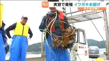 県水産高校の生徒が新たな養殖手法で育てた大粒の"イワガキ"水揚げされ市場に出荷へ　宮城・女川町