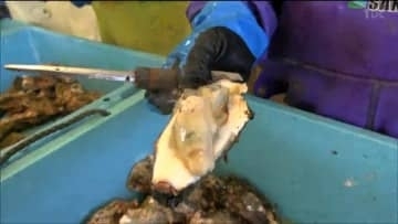 蒸しガキ3000個振る舞う　「牡蠣祭り」にぎわう　宮城・南三陸町