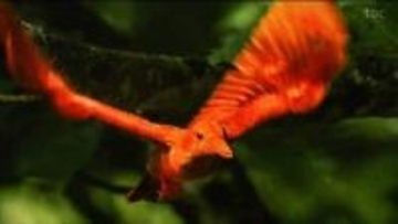 「火の鳥」とも呼ばれるアカショウビン 野鳥たちの“一瞬”を収めた写真展　愛鳥週間