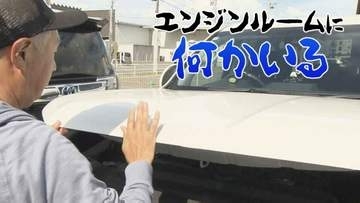「エンジンルームに何かいる」ボンネットを開けてのぞいてみると、つぶらな瞳が…「車は使いません」