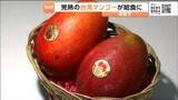 「台湾・台南市長から完熟マンゴー贈られる　塩竃市内の中学校２校で提供」の画像1