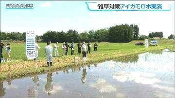 水田の中を動き回るロボット！有機農業拡大に向け最新型のアイガモロボの講習会　宮城・大崎市
