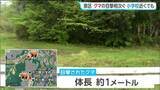 「仙台・泉区で相次いでクマ目撃　小学校では児童の登校に保護者が付き添う」の画像1