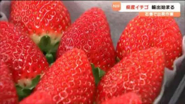 成田空港から宮城県産「いちご」空輸で4日後には現地店頭に　色や味の良さで取扱量が年々拡大　宮城・石巻市