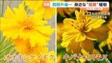 「コスモスとの見分け方は？「３年以下の拘禁刑または300万円以下罰金」庭に植えると罰則 その花の名は…観賞用が野生化」の画像1