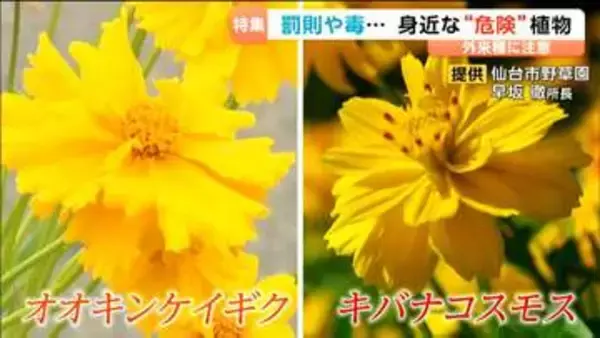 「３年以下の拘禁刑または300万円以下罰金」道端に咲くコスモスに似た花 持ち帰ると罰則の恐れ“外来種”に要注意 観賞用だったはずが野生化