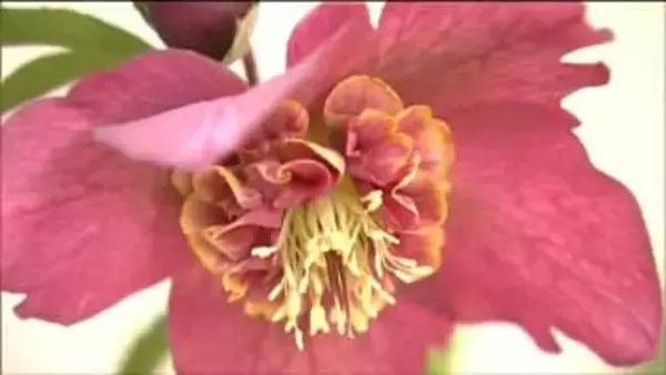 “冬の貴婦人”とは？　冬に咲く花の展示即売会　宮城・村田町