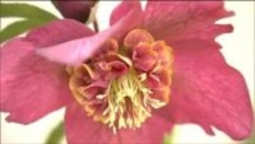 “冬の貴婦人”とは？　冬に咲く花の展示即売会　宮城・村田町