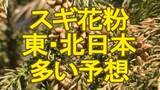 「【スギ花粉情報】150％超のエリアも…2026年は東日本～北日本で例年比・前年比ともに多く飛ぶ予想　2月15日頃から5日間程度はこの時期として「かなりの高温」見込まれ症状悪化に要注意」の画像1
