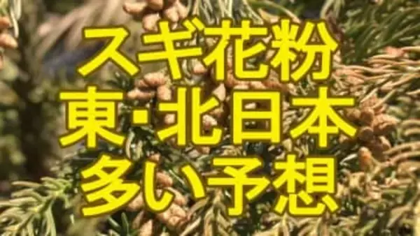 【スギ花粉情報】150％超のエリアも…2026年は東日本～北日本で例年比・前年比ともに多く飛ぶ予想　2月15日頃から5日間程度はこの時期として「かなりの高温」見込まれ症状悪化に要注意