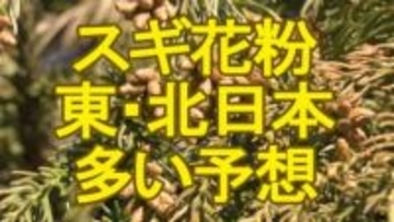 【スギ花粉情報】150％超のエリアも…2026年は東日本～北日本で例年比・前年比ともに多く飛ぶ予想　2月15日頃から5日間程度はこの時期として「かなりの高温」見込まれ症状悪化に要注意