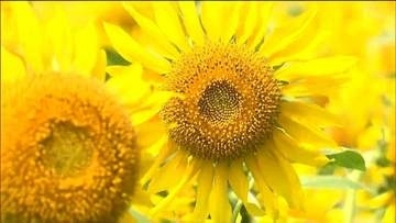 長雨の影響で開花遅れるも満開に　約100万本のヒマワリが見ごろを迎えにぎわう　宮城・加美町