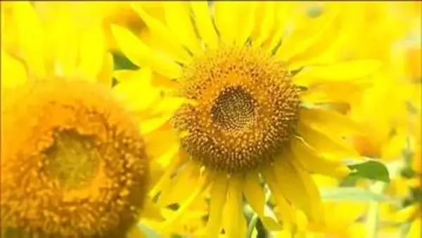長雨の影響で開花遅れるも満開に100万本のヒマワリが見ごろを迎えにぎわう　宮城・加美町