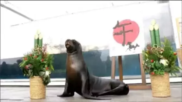 「何事もうまくいくことを願って」水族館で新春恒例オタリアの書初め「午」の字を披露　仙台