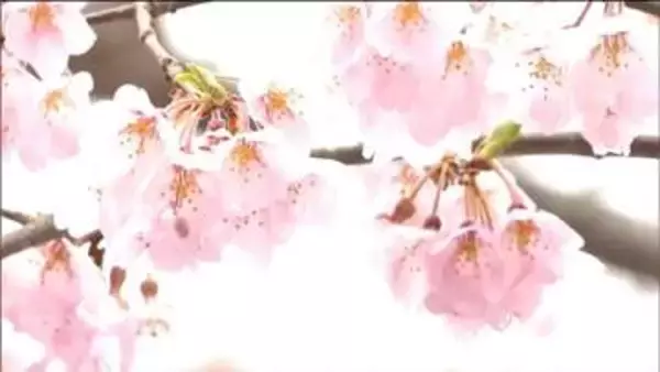 「「天気もいいしみんなで楽しみたい」桜満開の公園 花見客でにぎわう　仙台」の画像