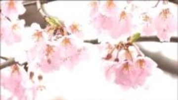 「天気もいいしみんなで楽しみたい」桜満開の公園 花見客でにぎわう　仙台