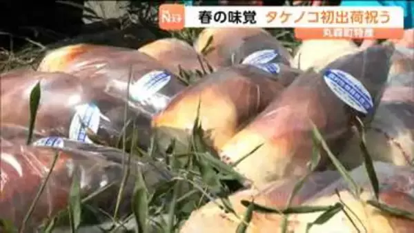 宮城・丸森町でタケノコが初出荷　「国の基準より厳しい」放射性物質の検査を"すべてのタケノコ"がクリア済み