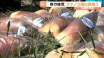宮城・丸森町でタケノコが初出荷　「国の基準より厳しい」放射性物質の検査を"すべてのタケノコ"がクリア済み