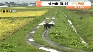 16日 仙台・ひより台の市道でクマが目撃される　道路を歩き脇のやぶに入っていった　宮城・涌谷町の田んぼでも目撃